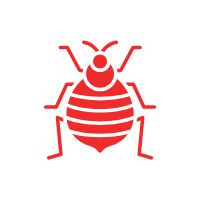 Bed Bug Image